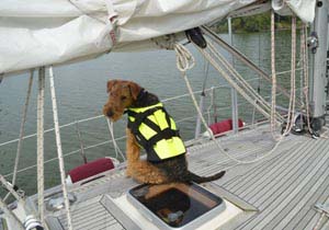 Airedale Terrier