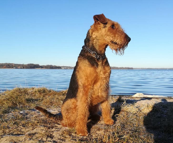 Airedale Terrier