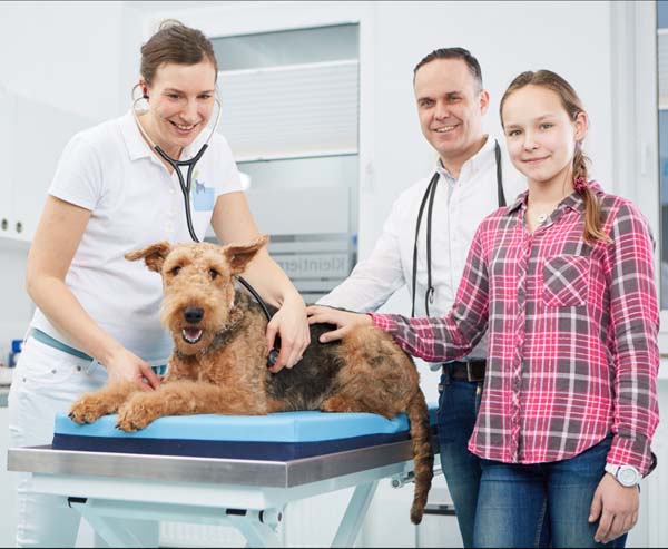 Airedale Terrier