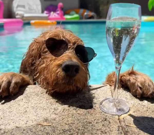 Airedale Pool Terrier