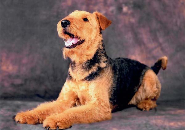 Airedale Terrier