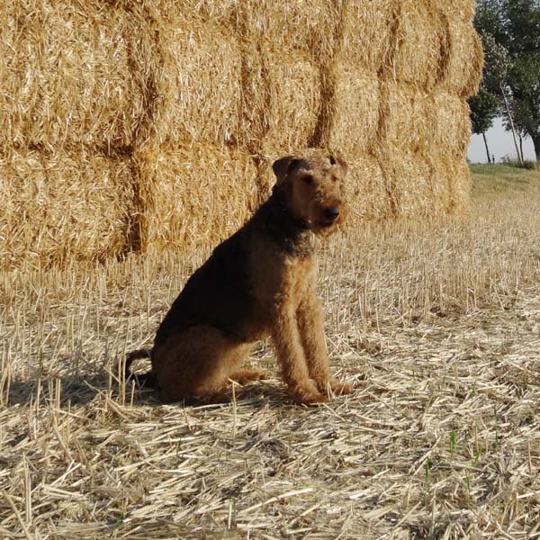 Airedale Terrier