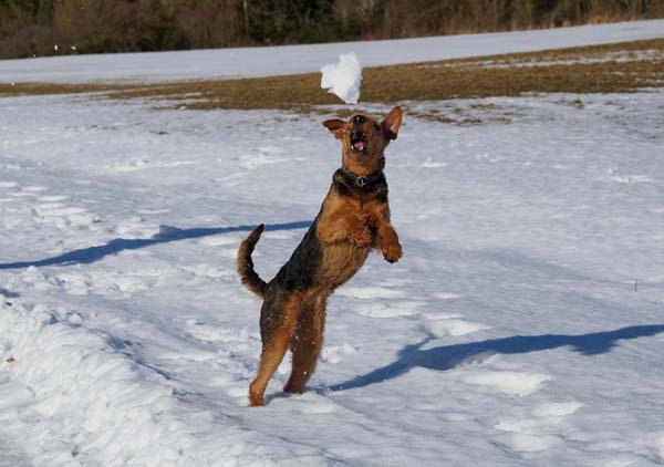 Airedale Terrier