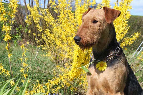 Airedale Terrier