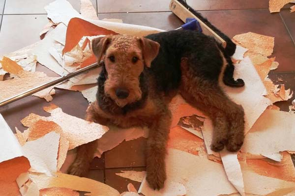 Airedale Terrier