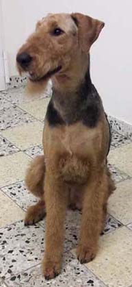 Airedale Terrier